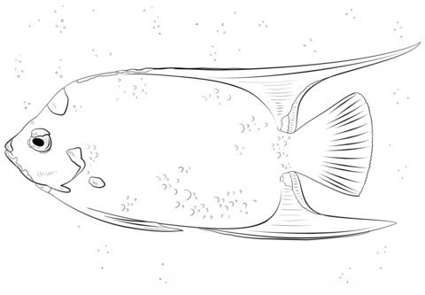 Queen Angelfish Coloring Page